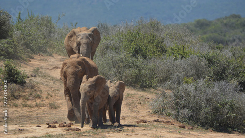 Family Herd Of African Elephants Walking Single File On Dusty Road Addo