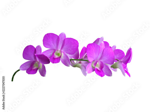 Isolated Inflorescencedendrobium orchid flower with clipping paths.	