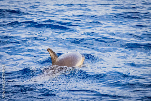 FRANCE-CAPBRETON-DOLPHIN-SWIMMING-SURFACE