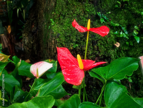 Red Anthurium Flowers Among Tropical Leaves, Exotic Plant Detail