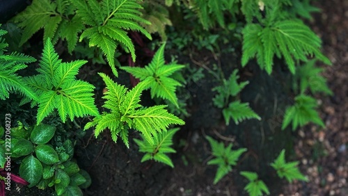 Lush Green Fern Leaves in a Forest, Tropical Plant Texture