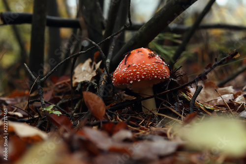 Obraz na plátně Red fly agaric in the autumn forest among the leaves