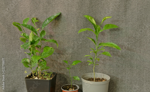 Three young citrus plants in separate pots