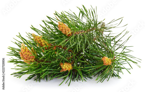 pine branch Pinus sylvestris with young male cones isolated on white background