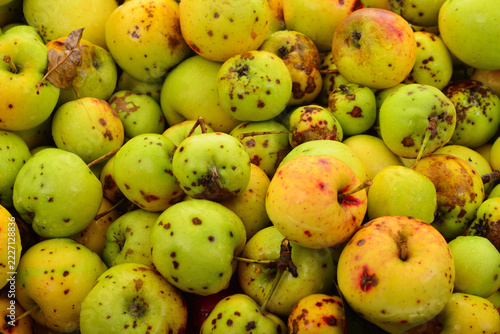 harvest of wild organic apples Malus domestica with natural spots background full frame