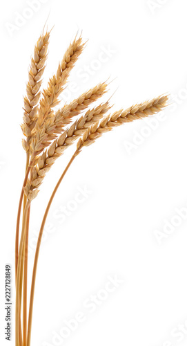 ripe wheat ears Triticum aestivum golden spikelets vertical isolated on white background