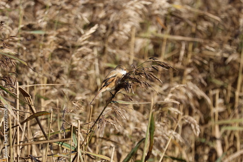 the female bearded tit (Panurus biarmicus)
