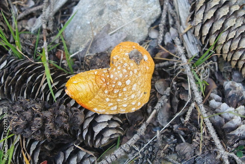 Pilz mit Tannenzapfen 