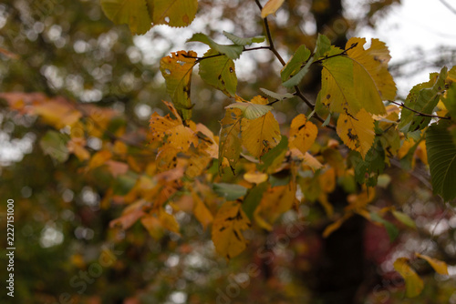red autumn leaves