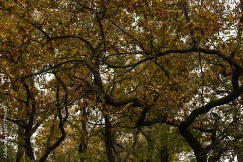 tree in autumn