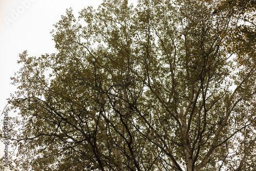trees in the forest