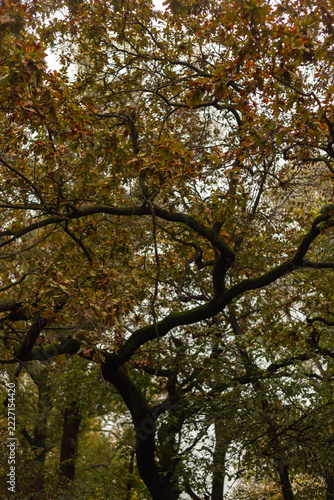 autumn in the park