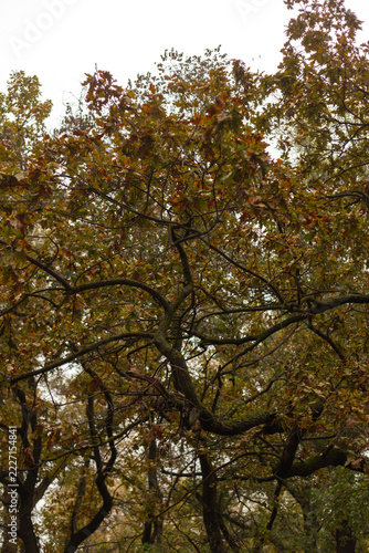 autumn in the park