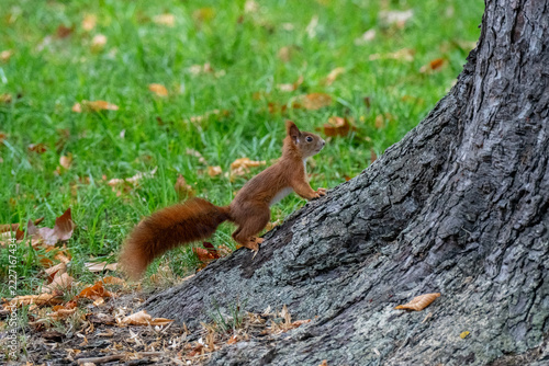 Ein Eichhörnchen klettert auf einen Baum