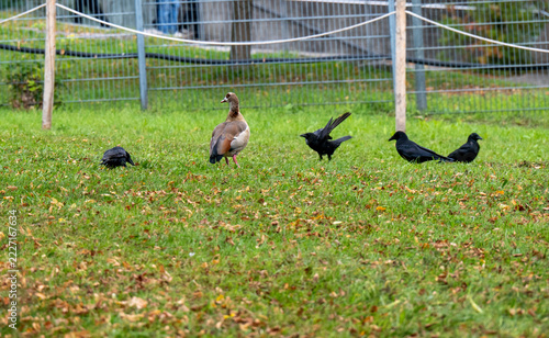 Eine Nilgans inmitten von Krähen im Park