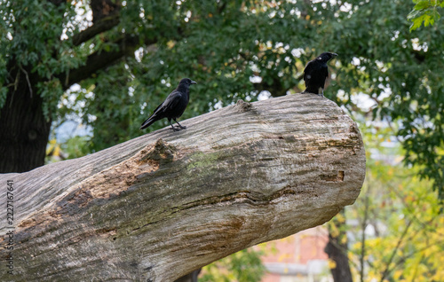Zwei Krähen sitzen auf einem Baumstamm
