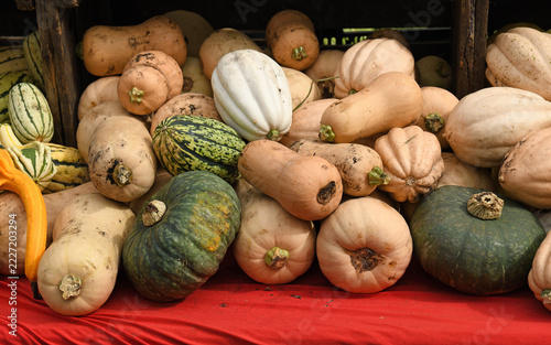 Diverse harvest of pumpkins and winter squash (Cucurbitaceae family), including Butternut squash, as well as green and striped varieties