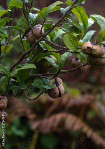 Close Up of Tea Seeds and Green Leaves on a Tea Bush