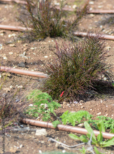 Drip Irrigation System Around Ornamental Shrubs in Dry Soil