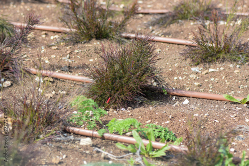 Drip Irrigation System Around Ornamental Shrubs in Dry Soil