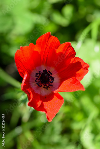 Red Anemone Flower and Bud Blooming in Green Spring Garden