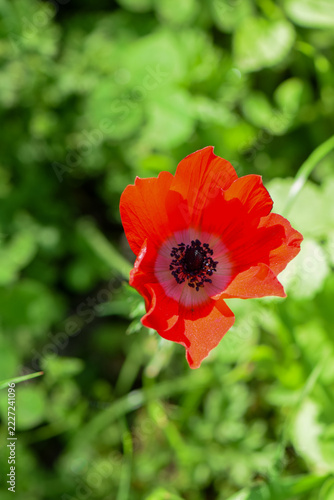 Red Anemone Flower and Bud Blooming in Green Spring Garden