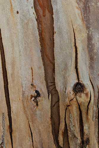  tree bark texture