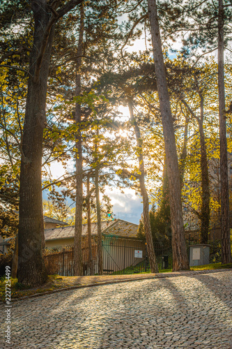 Tall pine trees in a park illuminated by warm sunlight during a peaceful afternoon