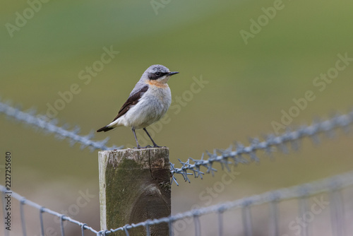 Fotografie Male Northern Wheatear (Oenanthe oenanthe) holding an insect larva in its beak while perched on a mossy stone in Shetland, Scotland