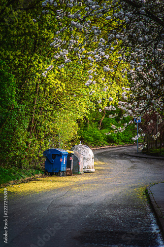 Plastic and glass recycling dumpsters placed on a quiet green street surrounded by blossoming spring trees and foliage