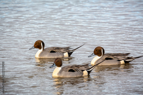 Close up of a group of Northern Pintail ducks swimming on lake surface in Gloucestershire, UK