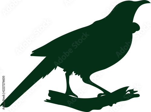 green tui bird silhouette on a branch