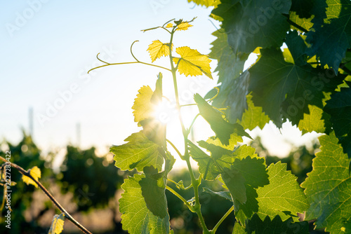 Close up of young green grapevine shoot with bright sunburst backlight at sunrise