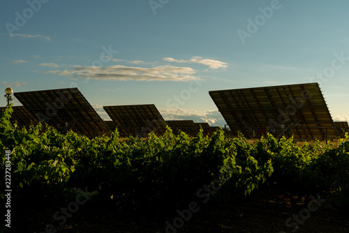Solar panels installed behind vineyard crops in rural field at early sunrise