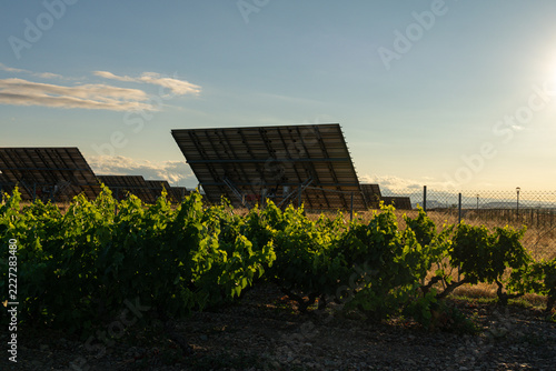Green vineyard grapevine rows beside solar panel installation at sunrise