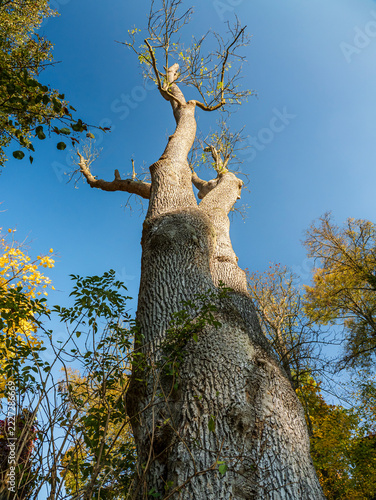 Ancient Tall Tree Trunk Reaching Into Clear Blue Sky in Autumn Forest Light