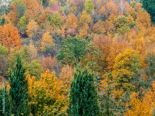 Colorful Autumn Forest Landscape With Golden Fall Foliage on Hillside Trees
