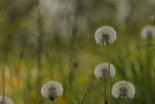 fiore di dente di leone in primavera al tramonto