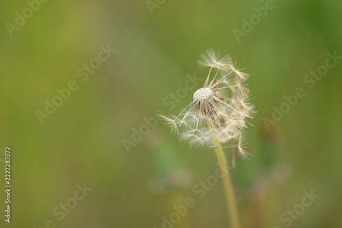 fiore di dente di leone in primavera al tramonto