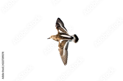 Ruddy turnstone shorebird flying top view isolated on black background