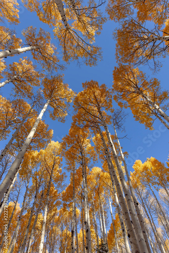Fall Aspens Reaching for the Blue Sky