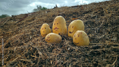 Potato Family