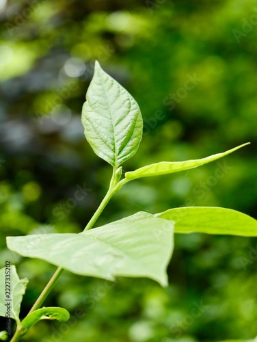 Western sweetshrub (Calycanthus occidentalis) flowering in Romania