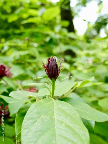 Western sweetshrub (Calycanthus occidentalis) flowering in Romania