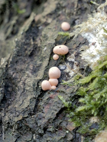 Wolf’s milk (Lycogala epidendrum) forming fruiting bodies on wood in Sweden
