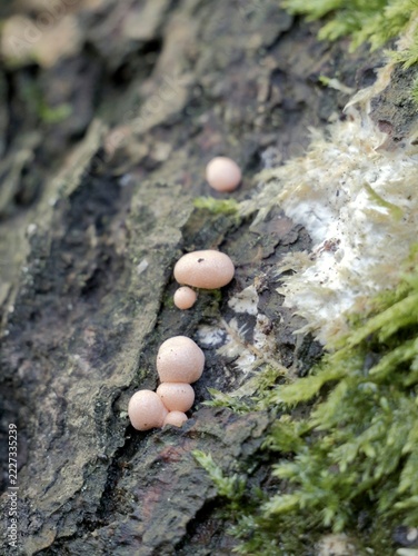Wolf’s milk (Lycogala epidendrum) forming fruiting bodies on wood in Sweden