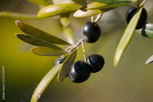 black olive fruits on branch during sunset