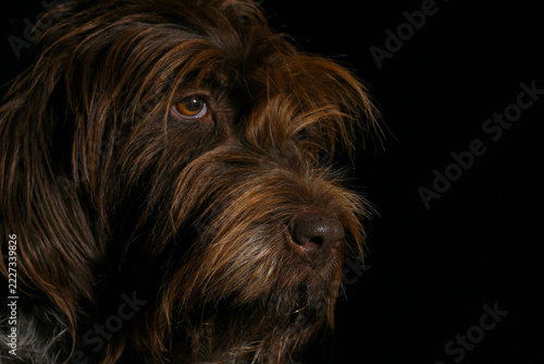 Portrait of a Korthals Griffon