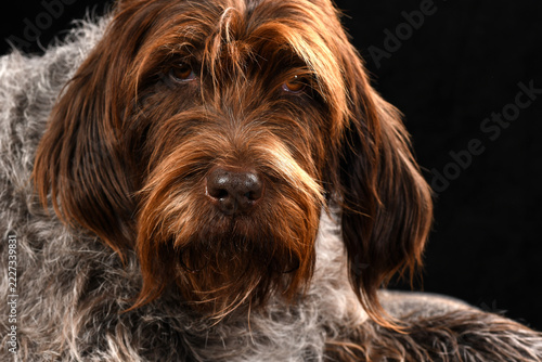 Portrait of a Korthals Griffon