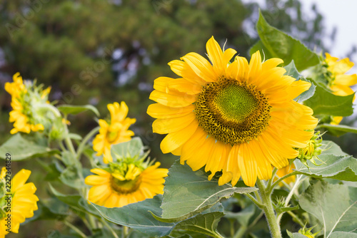 Close-up view of vibrant yellow sunflowers blooming among green leaves in a landscaped garden